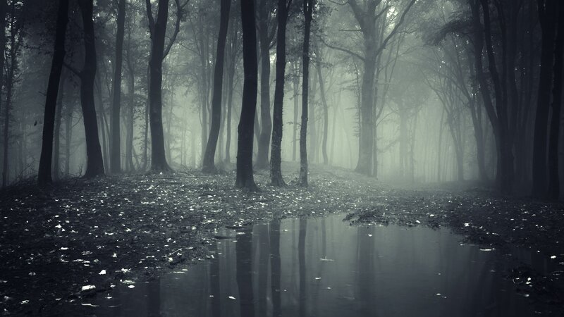 Foggy Forest Path — Gray, Mysterious