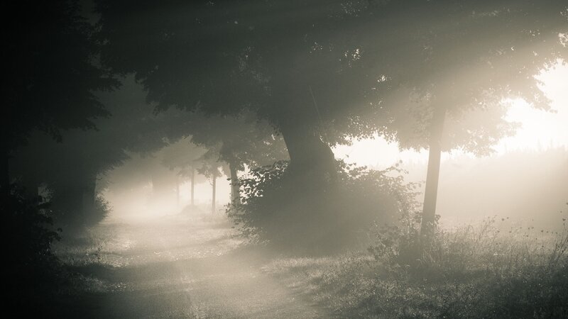 Foggy Forest Path — Gray, Serene