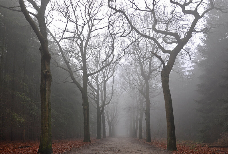 Foggy Forest Path — Gray