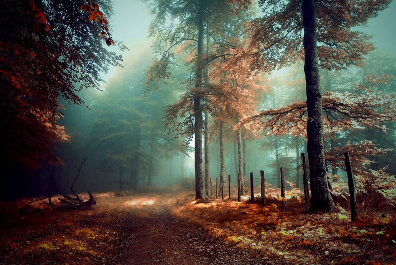 Foggy Forest Path — Green, Misty, Autumn, Photograph