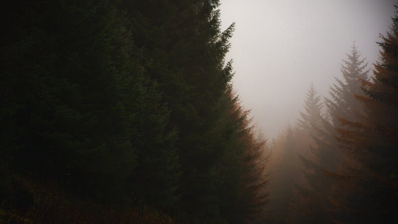Foggy Forest Path — Green, Misty, Autumn, Photograph, Trees, Fog