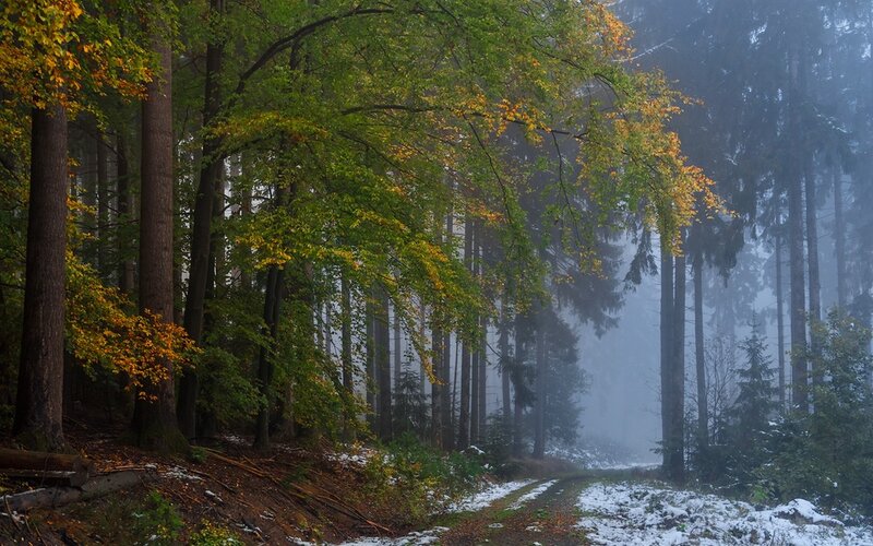 Foggy Forest Path — Green, Misty, Autumn, Photograph, Trees