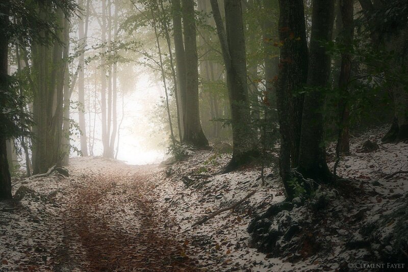 Foggy Forest Path — Green, Misty, Autumn