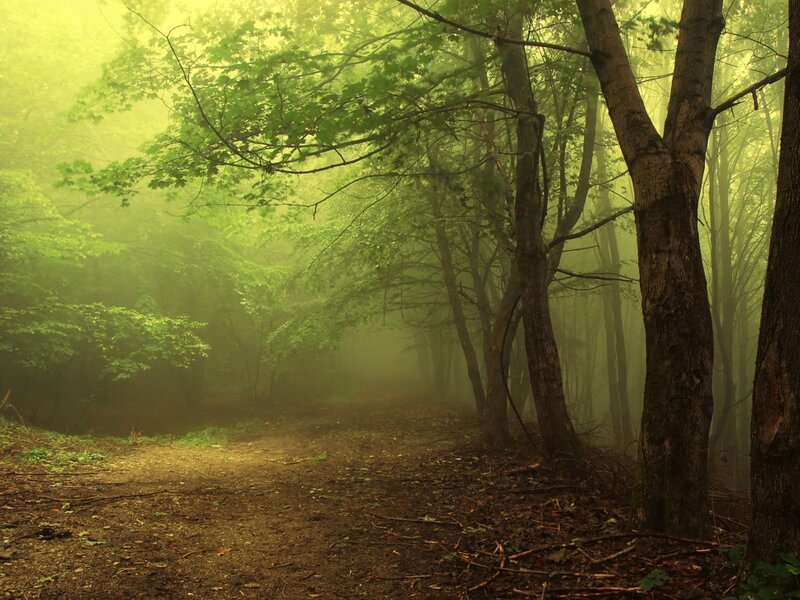 Foggy Forest Path — Green, Misty, Morning, Photograph