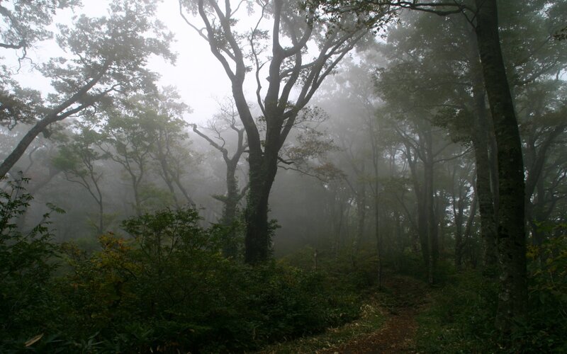 Foggy Forest Path — Green, Misty, Morning, Photograph, Trees, Bushes