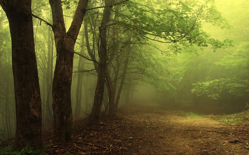 Foggy Forest Path — Green, Misty, Morning, Photograph, Trees, Fog