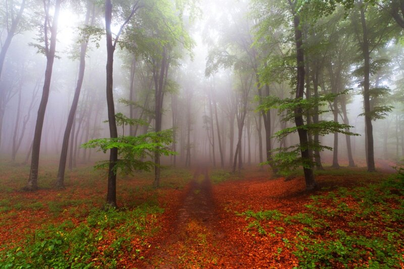 Foggy Forest Path — Green, Misty, Morning, Photograph, Trees, Leaves