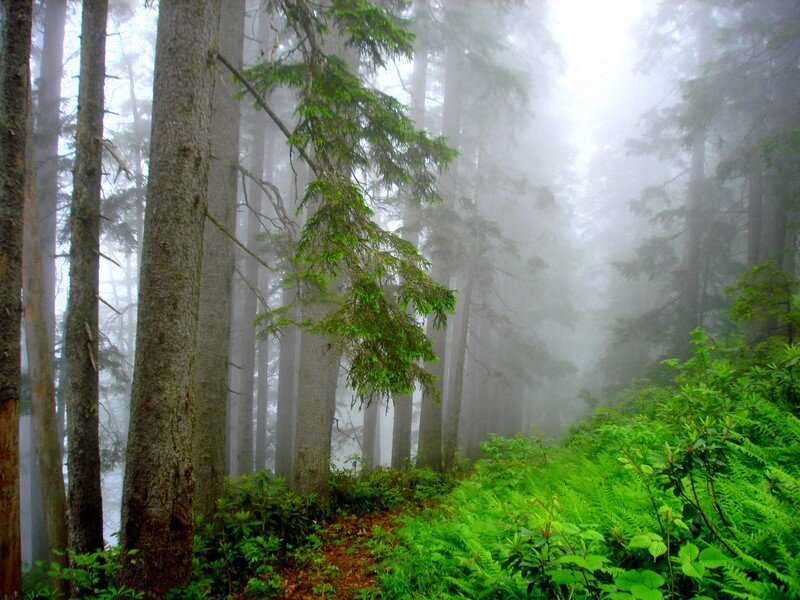 Foggy Forest Path — Green, Misty, Morning, Photograph, Trees, Moss, Fog