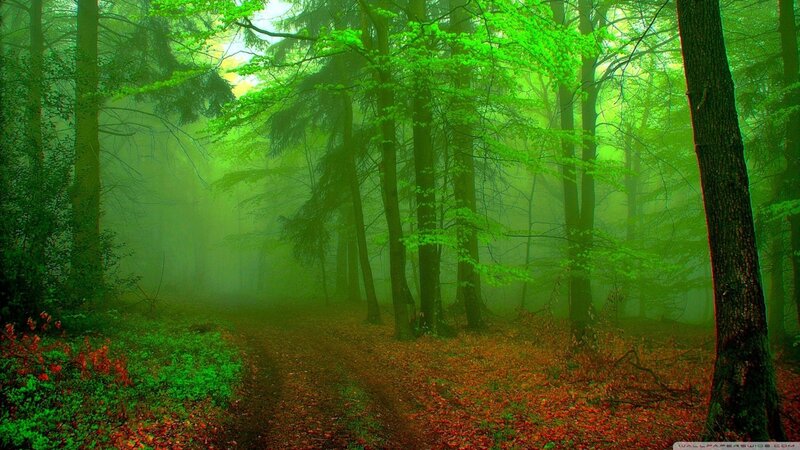 Foggy Forest Path — Green, Misty, Morning, Photograph, Trees, Moss, Leaves