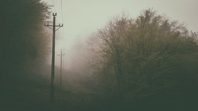 Foggy Forest Path — Green, Misty, Morning, Photograph, Trees, Power Lines