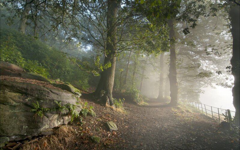 Foggy Forest Path — Green, Misty, Morning, Photograph, Trees, Rocks, Fence, Brown, Gray