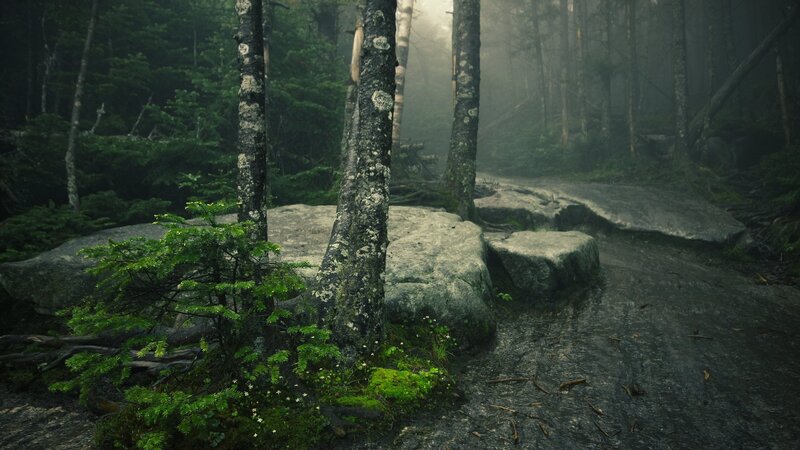 Foggy Forest Path — Green, Misty, Morning, Photograph, Trees, Rocks, Moss