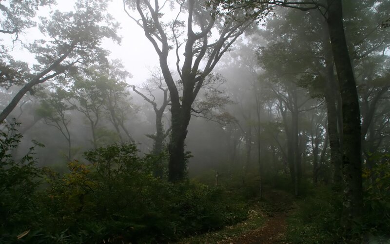 Foggy Forest Path — Green, Misty, Morning, Photograph, Trees