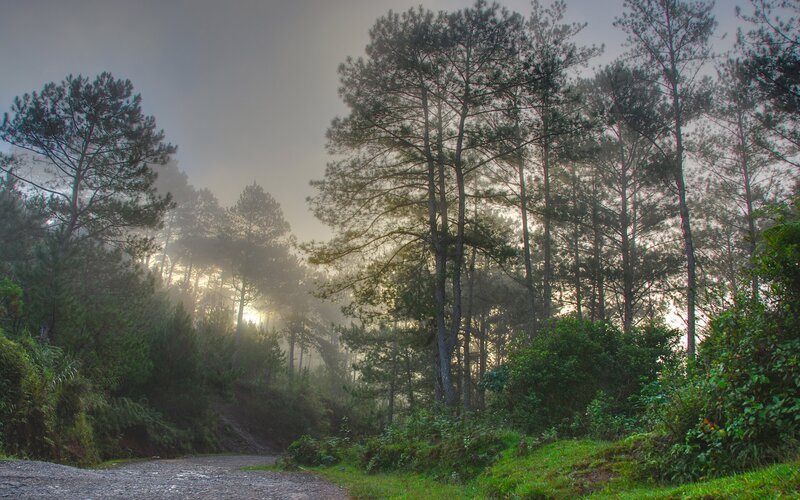 Foggy Forest Path — Green, Misty, Morning