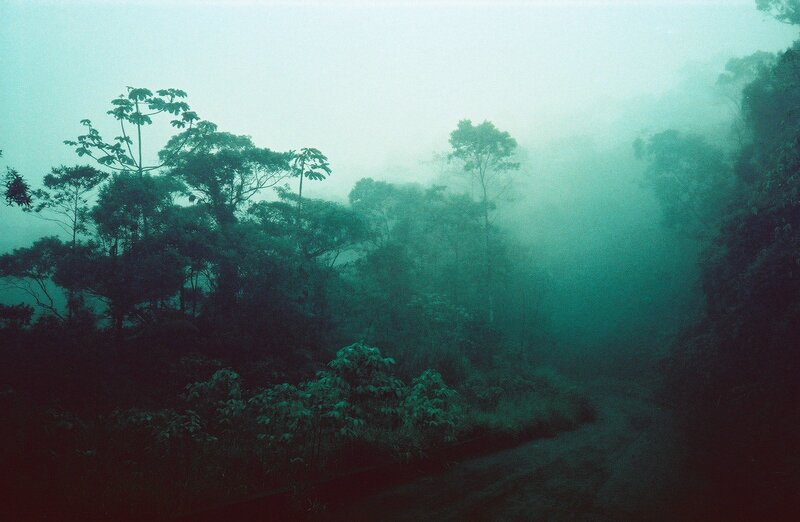 Foggy Forest Path — Green, Misty, Photograph