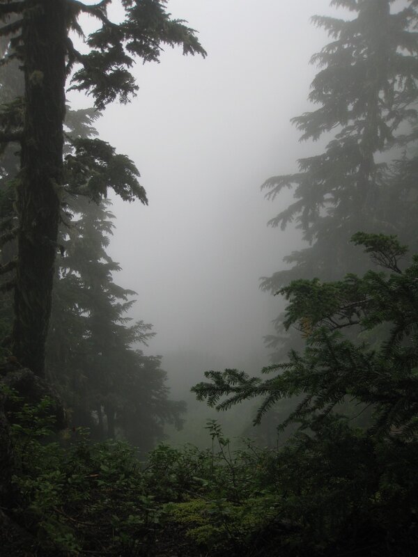 Foggy Forest Path — Green, Misty, Photograph, Trees