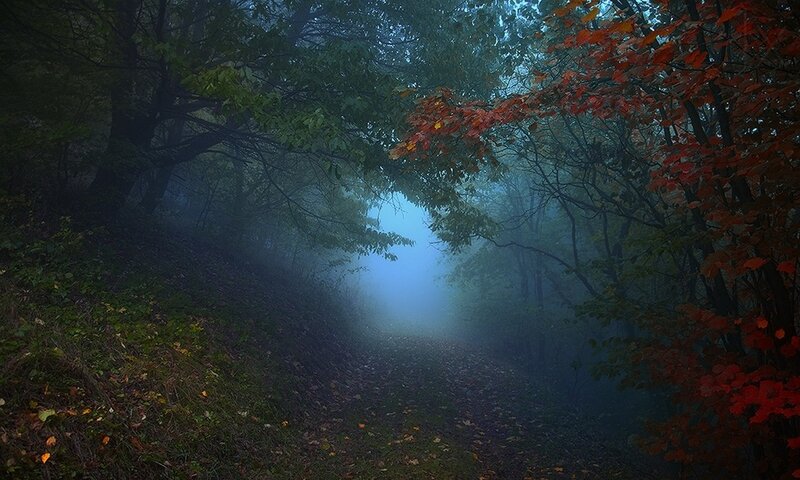 Foggy Forest Path — Green, Mysterious, Autumn, Photograph