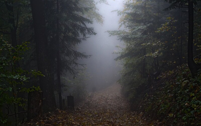 Foggy Forest Path — Green, Mysterious, Autumn, Photograph, Trees