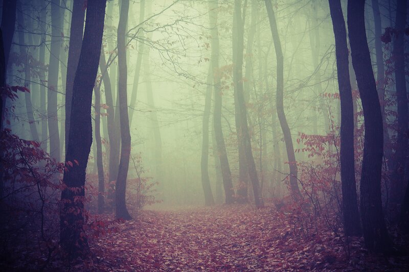 Foggy Forest Path — Green, Mysterious, Autumn