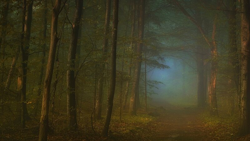 Foggy Forest Path — Green, Mysterious, Morning, Photograph