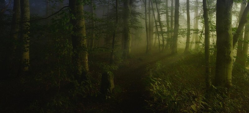 Foggy Forest Path — Green, Mysterious, Morning, Photograph, Trees, Fog