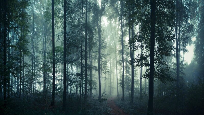Foggy Forest Path — Green, Mysterious, Morning