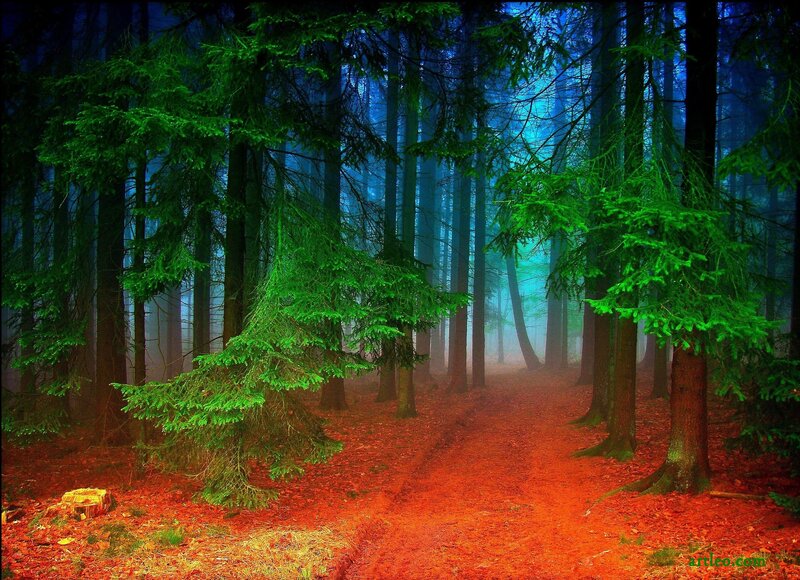 Foggy Forest Path — Green, Mysterious