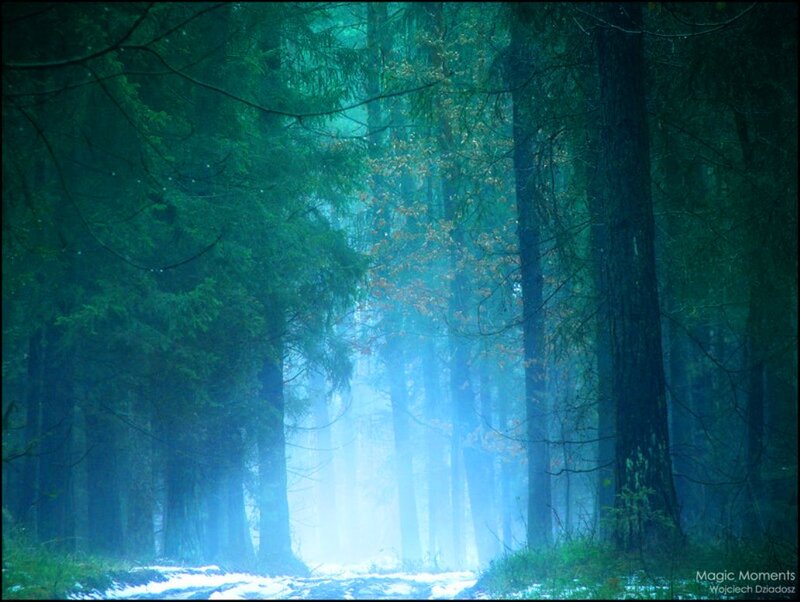 Foggy Forest Path — Green, Mystical