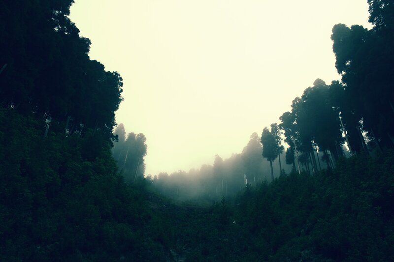 Foggy Forest Path — Green, Serene, Morning, Photograph