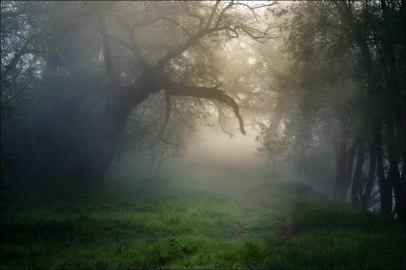 Foggy Forest Path — Green, Serene, Morning, Photograph, Trees, Grass