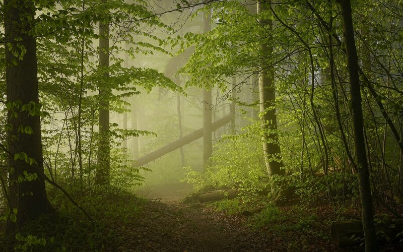 Foggy Forest Path — Green, Serene, Morning, Photograph, Trees