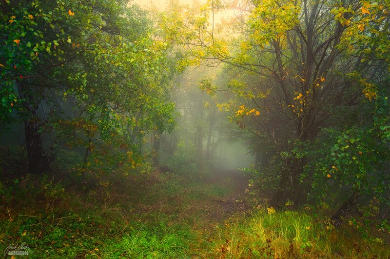 Foggy Forest Path — Green, Serene, Morning