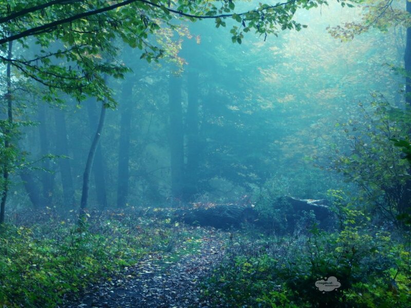 Foggy Forest Path — Green, Serene