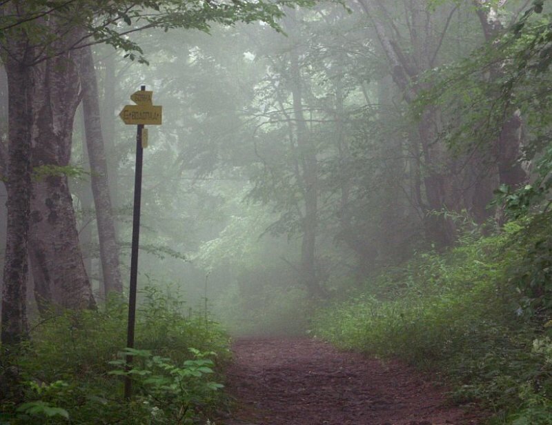 Foggy Forest Path — Green