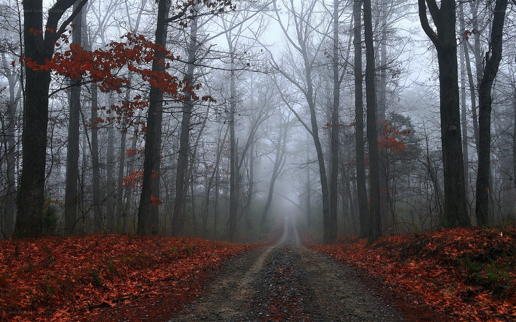 Foggy forest path in autumn