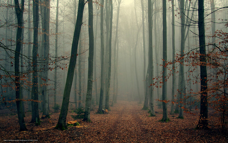 Foggy forest path in autumn