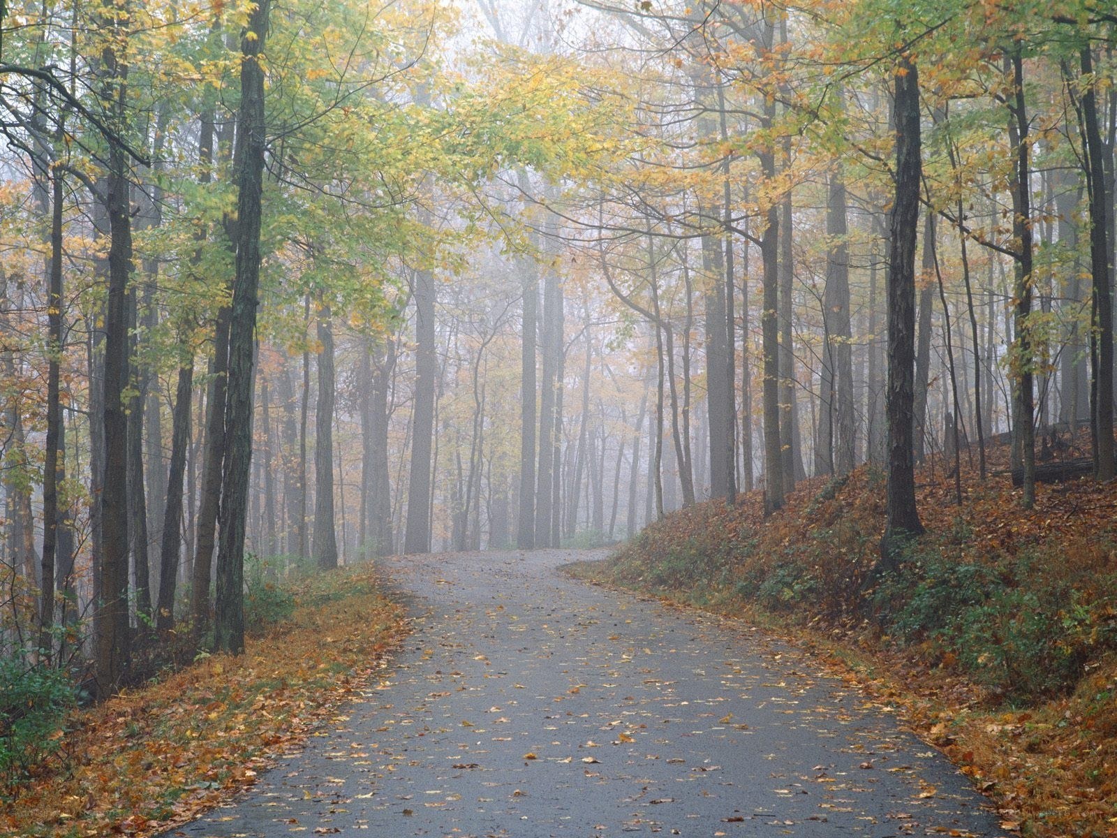 Foggy forest path in autumn