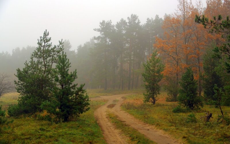 Foggy forest path in autumn