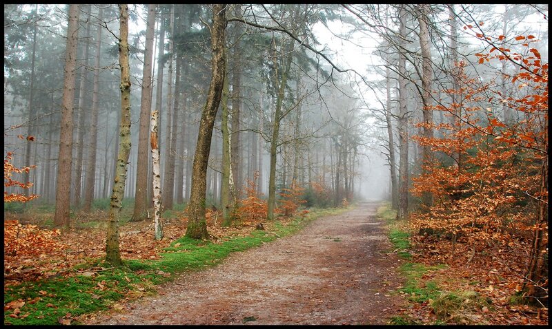 Foggy forest path in autumn