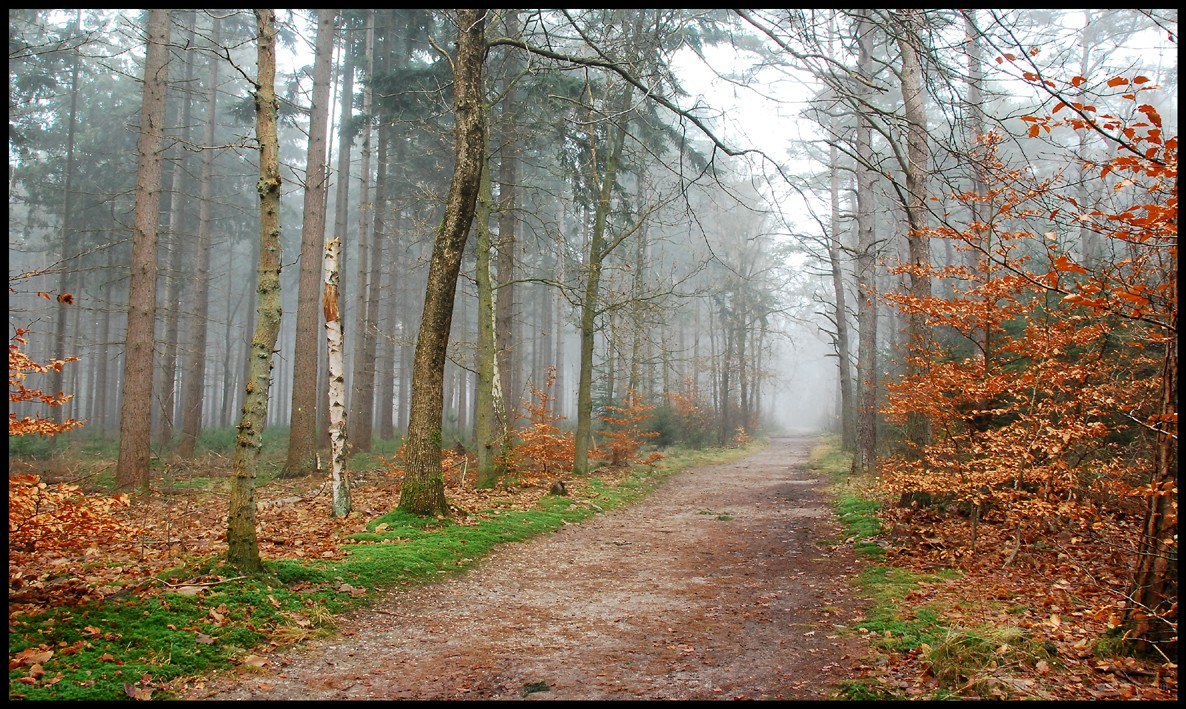 Foggy forest path in autumn