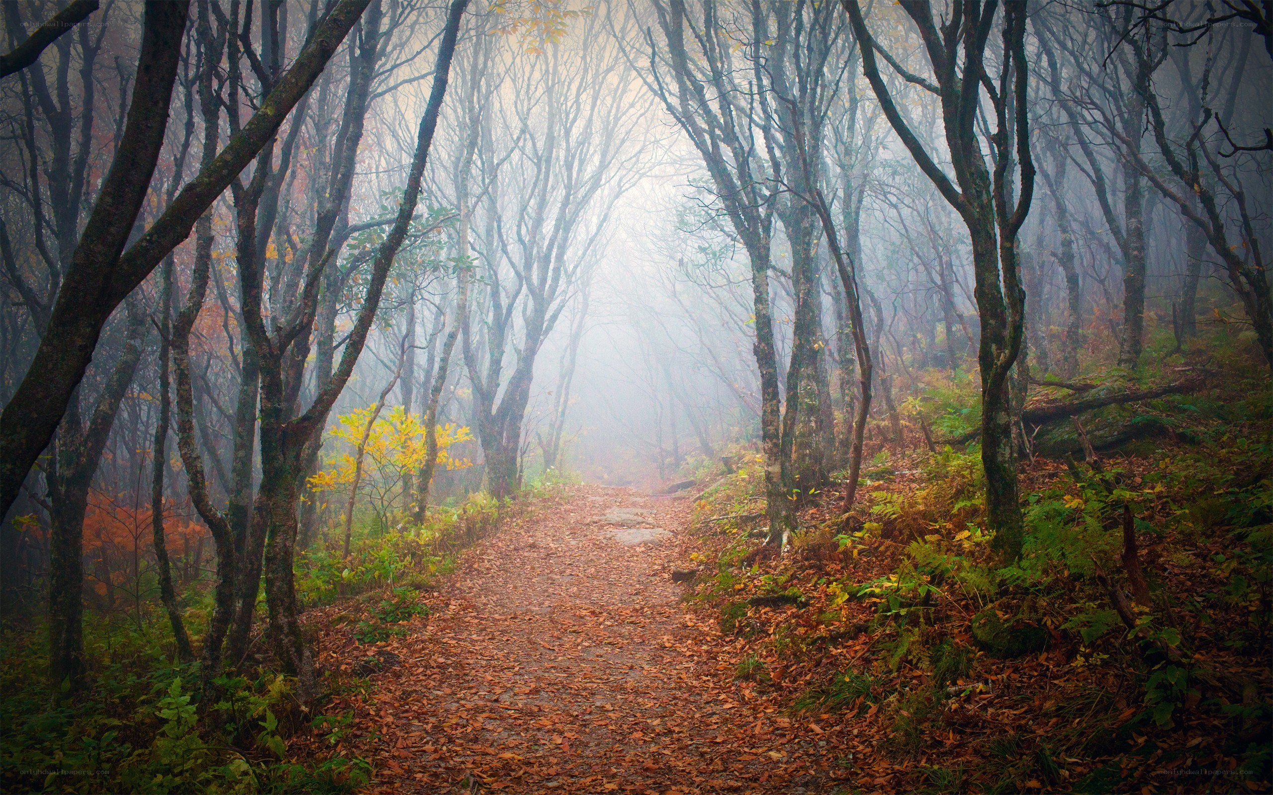 Foggy forest path in autumn