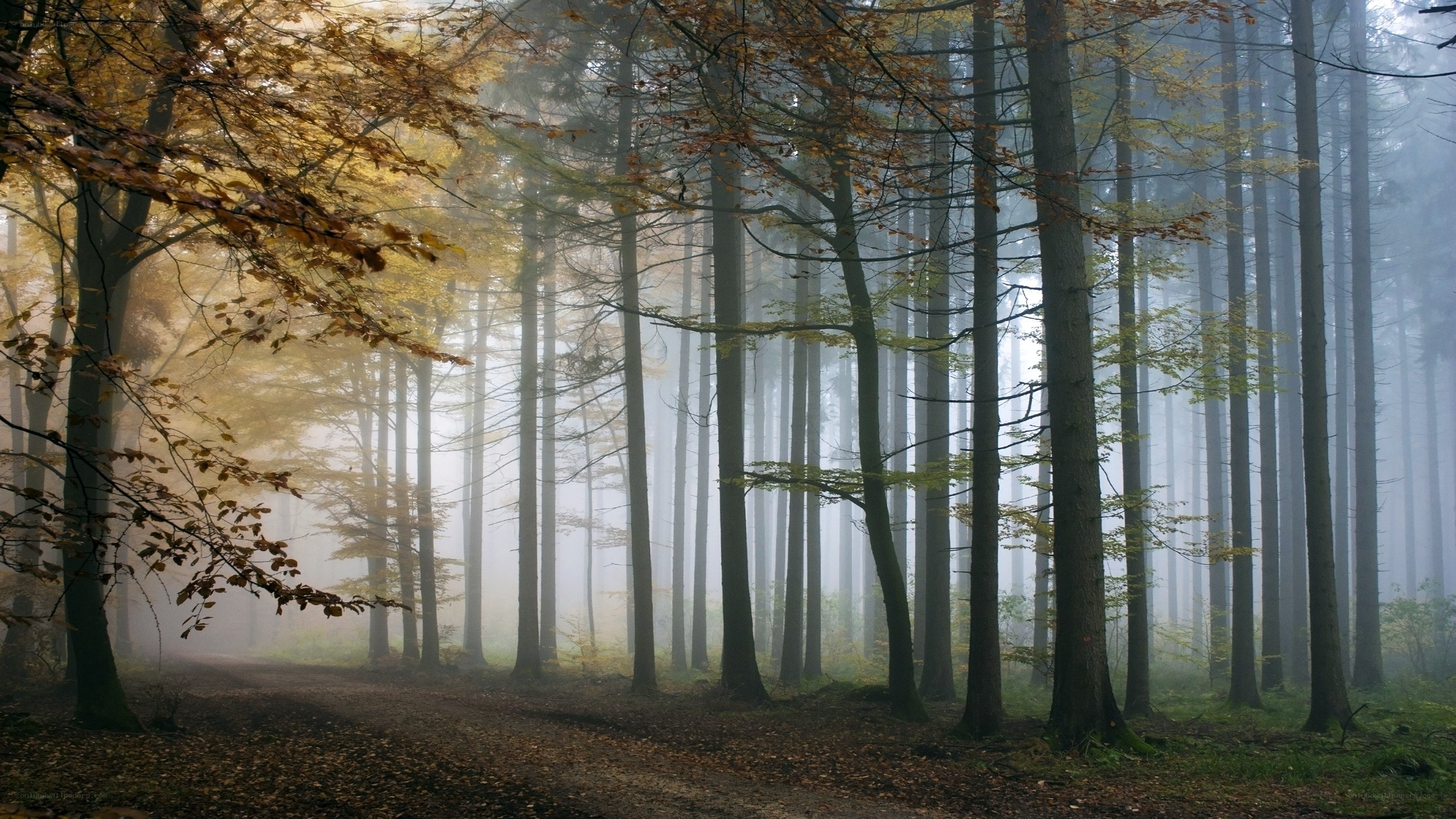 Foggy forest path in autumn