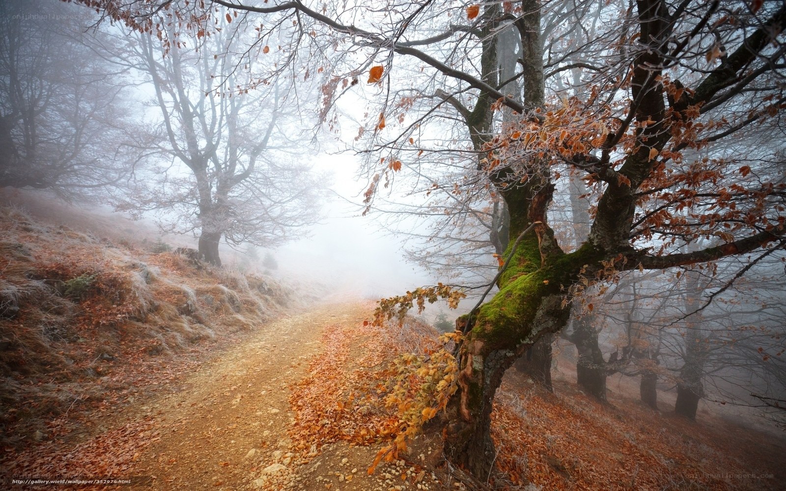 Foggy forest path in autumn