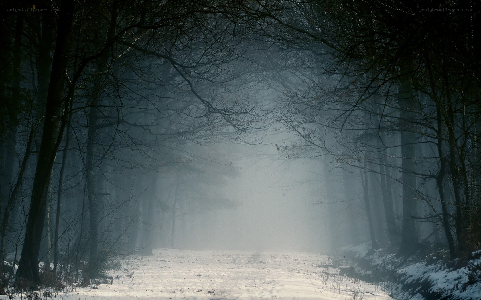 Foggy forest path in winter