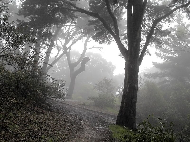 Foggy Forest Path — Misty