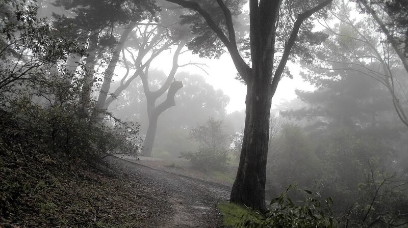 Foggy Forest Path — Photograph