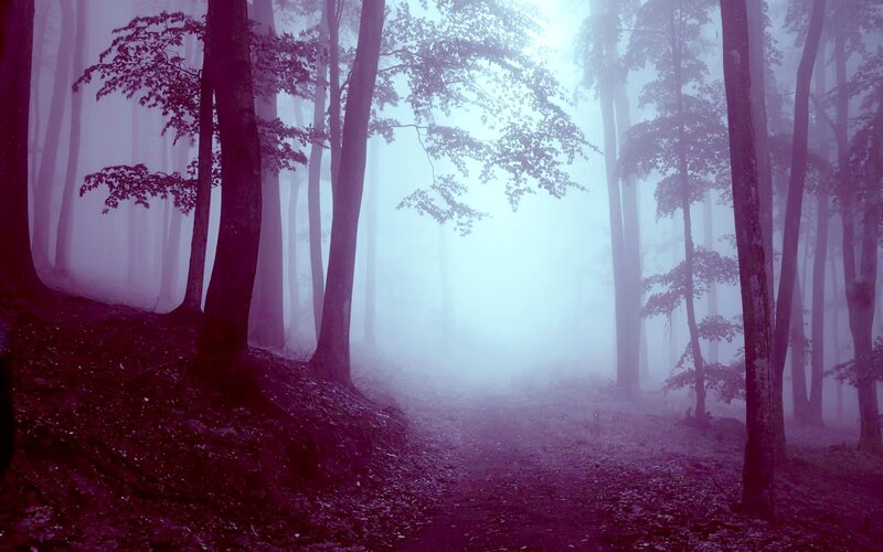 Foggy Forest Path — Purple, Misty