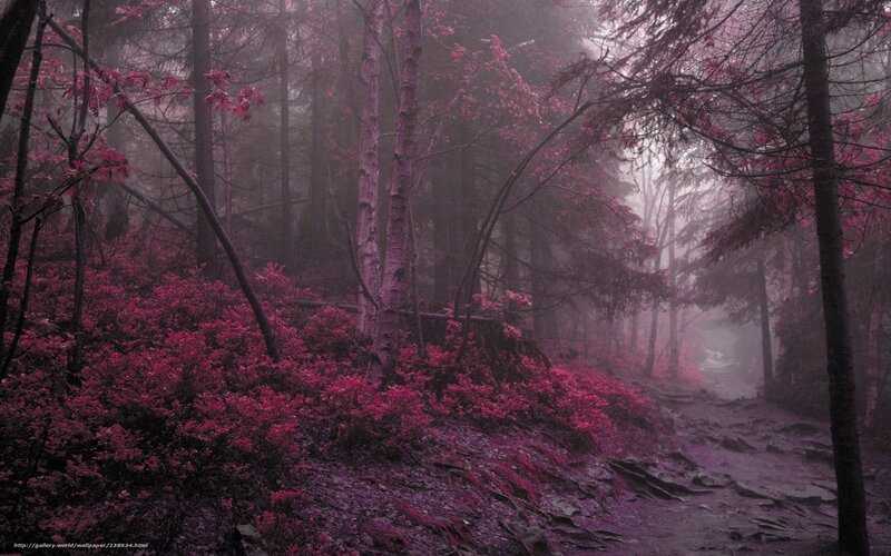 Foggy Forest Path — Purple, Mysterious, Autumn