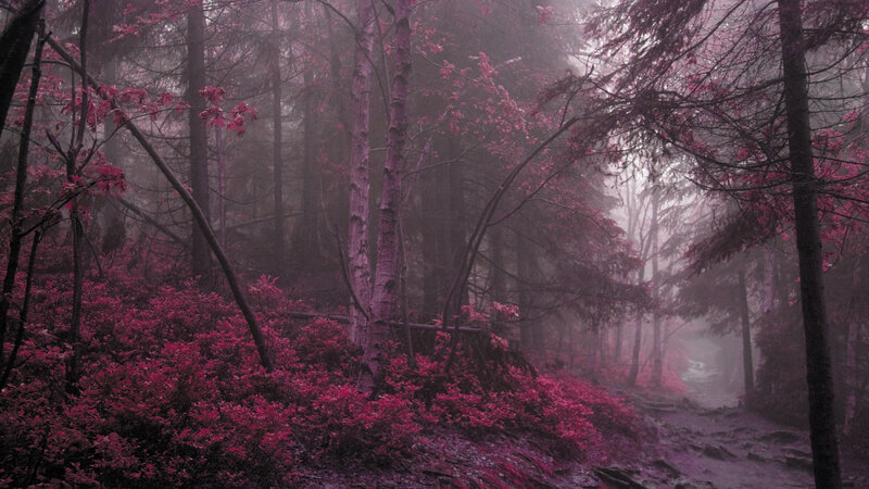 Foggy Forest Path — Purple, Mysterious