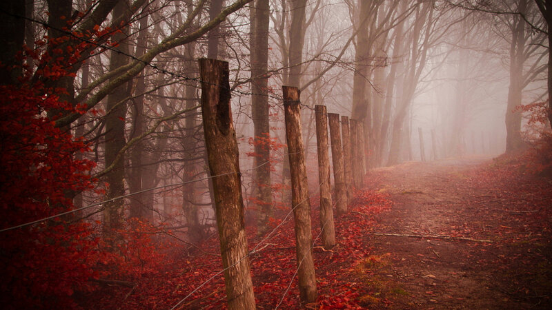 Foggy Forest Path — Red